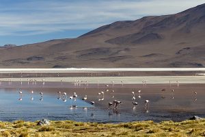 Ojo de Perdiz - Bolivian Border 017.jpg